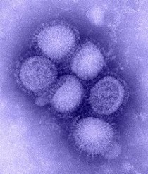 H7N9が今冬流行するか？家庭における新型インフルエンザ対策